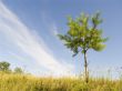 Lonely tree