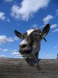 Head of a goat