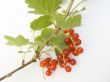 Branch of a red currant