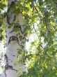 birch close up