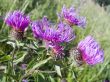  flowers close up