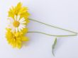 Garden flowers