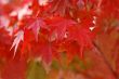 Autumn red