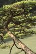 Pine branch