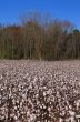 cotton field