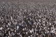 cotton field