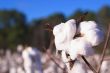 cotton boll