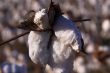 cotton boll