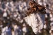 cotton boll