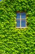 window with green leafs