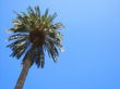 Palm tree
