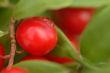 preiselbeere | cranberry