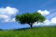 baum mit Himmel | tree and sky