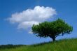 baum mit Himmel