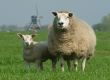 Schaf | sheep