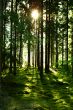 Sonnenstrahl | sun ray
