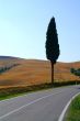 baum | tree