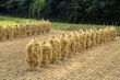 Autumn rice field