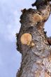 Tree mushroom
