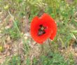 The bug on a scarlet poppy