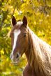 horse on yellow