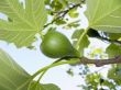 fig on a branch