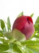 Claret bud of a peony