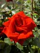 Scarlet rose