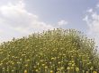 Yellow flowers