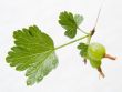 Cluster of a green gooseberry