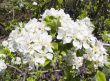 white flowers