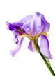 Flower of an iris