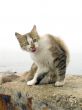 Cat on a coast of the salty sea
