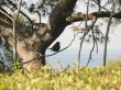Bird on a tree