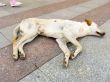 Sleeping dog.