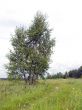 Lonely tree