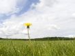 Lonely yellow flower