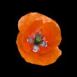 Flower of a poppy