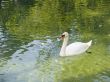 The white swan