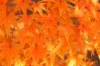 Maple leaves
