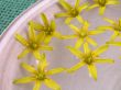 floating spring flowers