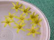 floating spring flowers