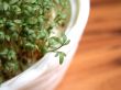 cress