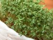 cress in a white pot