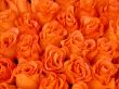 orange beauty