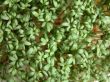 cress background