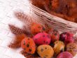 colorful quail eggs