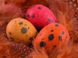 colorful quail eggs