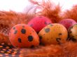 colorful quail eggs