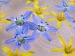 floating spring flowers